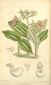 Cypripedium fasciculatum